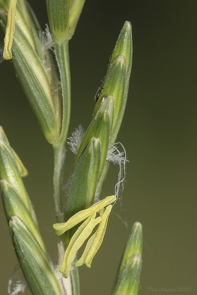 Изображение особи Elytrigia elongatiformis.