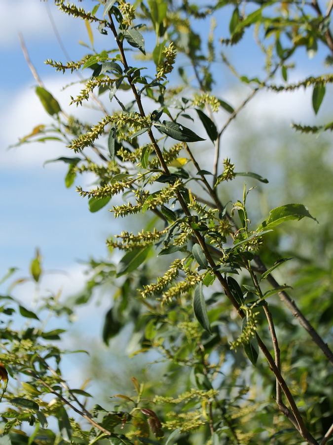 Image of Salix pentandra specimen.