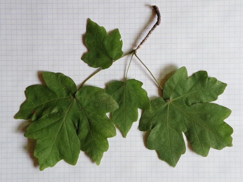 Image of Acer campestre specimen.