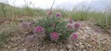 Oxytropis trichocalycina