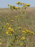 Hieracium umbellatum