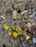 Tussilago farfara