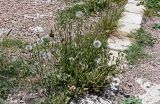 Urospermum picroides. Плодоносящее растение. Египет, мухафаза Александрия, г. Александрия, пустырь. 02.05.2023.