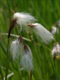 Eriophorum angustifolium. Соплодие. Украинские Карпаты, Свалявский район, заболоченный луг у с. Солочин. 28 мая 2011 г.