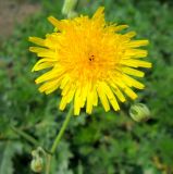 Sonchus arvensis подвид uliginosus. Распустившееся и нераспустившееся соцветия. Ростовская обл., Азовский р-н, окр. с. Кугей, на обочине дороги. 08.07.2011.