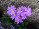 Primula amoena