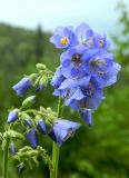 Polemonium caeruleum