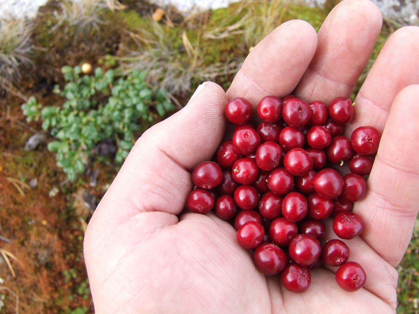 Изображение особи Vaccinium vitis-idaea var. minus.