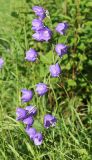 Campanula persicifolia. Соцветие. Московская обл., Рузский р-н, окр. дер. Полуэктово. 29.06.2012.