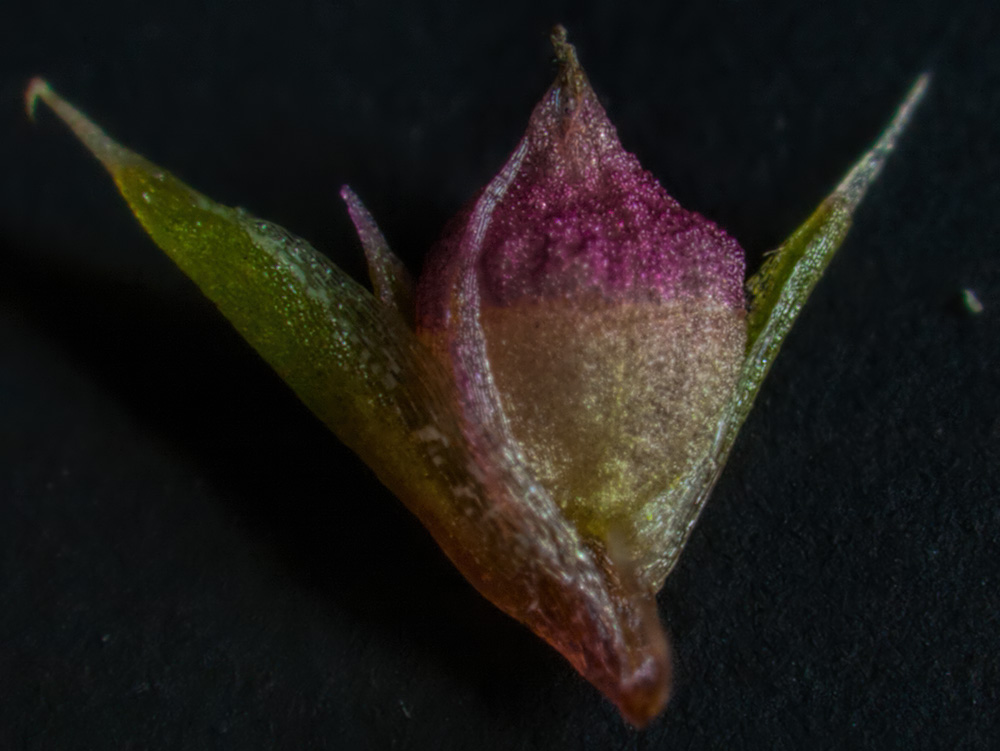 Изображение особи Amaranthus albus.