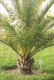 Phoenix canariensis. Ствол и нижние части листьев. Черноморское побережье Кавказа, г. Геленджик, Набережная. 3 ноября 2013 г.