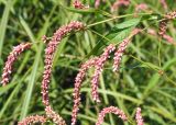 Persicaria maculosa