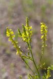 Melilotus officinalis. Верхушка цветущего растения. Ленинградская обл., Ломоносовский р-н, окр. дер. Низино, обочина дороги. 06.07.2014.