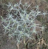 Eryngium creticum