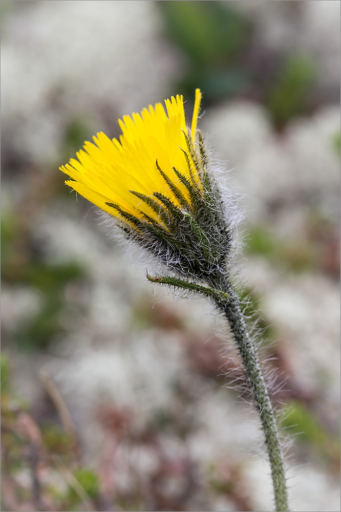 Изображение особи Hieracium alpinum.