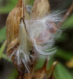 Asclepias incarnata. Вскрывшийся плод. Германия, г. Крефельд, Ботанический сад. 06.09.2014.