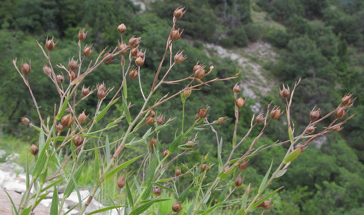 Изображение особи Linum nervosum.