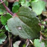 Veronica persica. Лист с поражением грибом Discogloeum veronicae (Lib.) Petr. Краснодарский край, Сочи, окр. Хосты, рудеральное место. 26.02.2015.