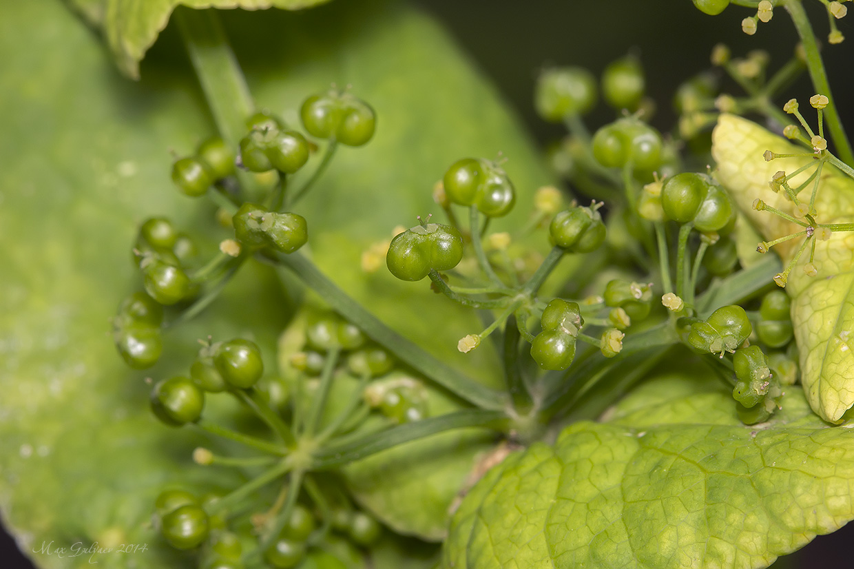 Изображение особи Smyrnium perfoliatum.