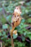 Hypopitys monotropa