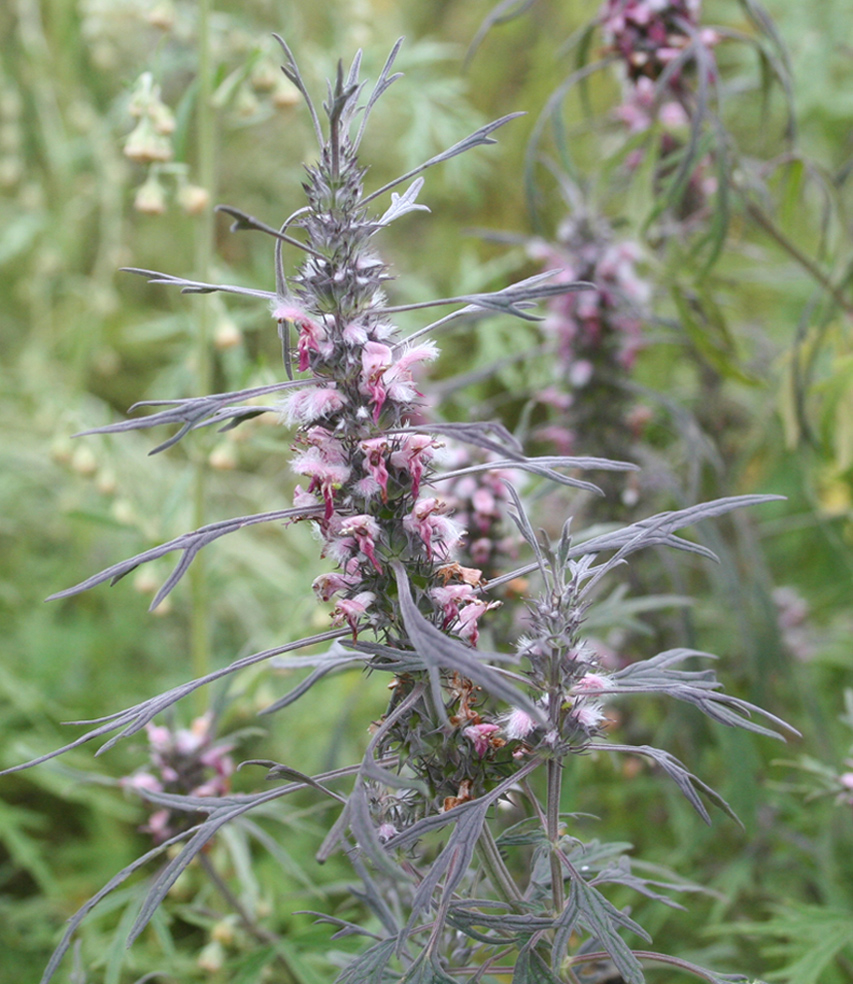 Изображение особи Leonurus glaucescens.