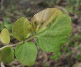 Cardamine tenera