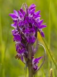 Dactylorhiza incarnata