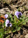 Viola thianschanica