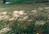 Stipa ucrainica