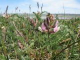 Oxytropis pilosissima