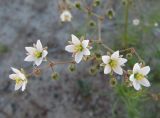 Spergula arvensis. Верхушка побега с цветками и бутонами. Ленинградская обл., Ломоносовский р-н, окр. пос. Большая Ижора, побережье Финского залива, песчаный береговой вал. 02.07.2016.