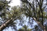 Pinus echinata. Деревья. Краснодарский край, г. Сочи, Дендрарий. 22.03.2017.