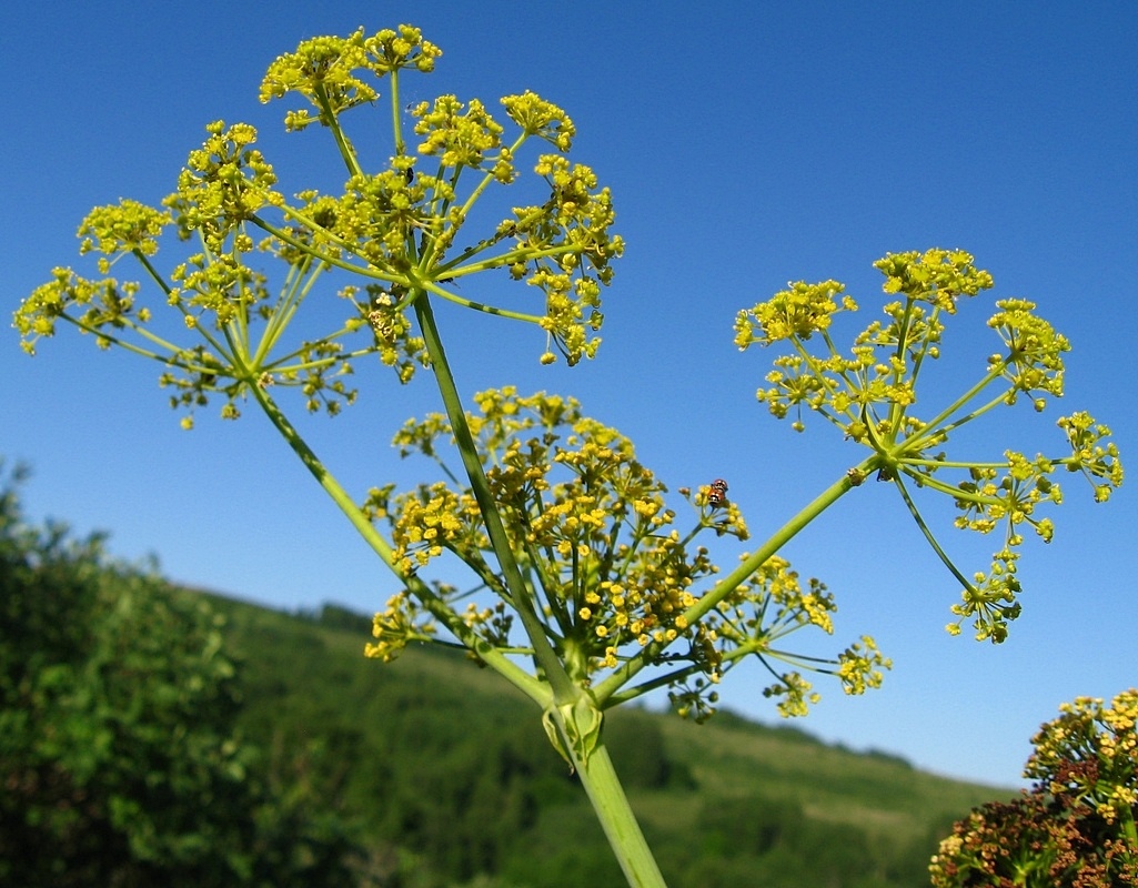 Изображение особи Ferula songarica.