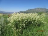 Aconogonon alpinum