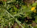 Glebionis coronaria. Часть побега. Пермский край, г. Пермь, Свердловский р-н, в городском озеленении. 31 августа 2017 г.