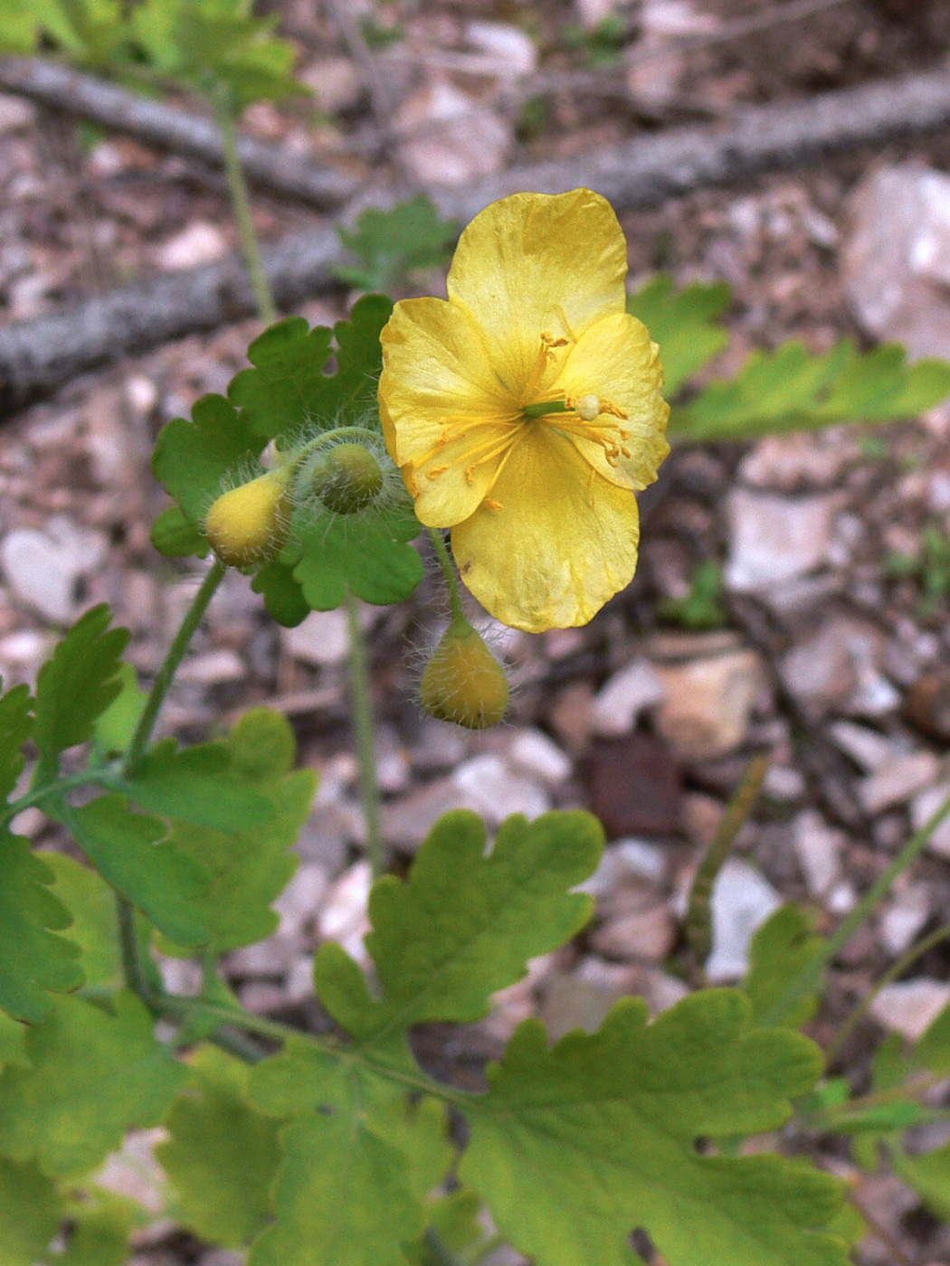 Изображение особи Chelidonium majus.