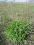 Tanacetum vulgare