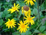 Arnica montana. Верхушки побегов с соцветиями. Украина, Львовская обл., Сколевский р-н, национальный природный парк \"Сколевские Бескиды\", окр. с. Каменка, луг на склоне горы. 06.06.2018.