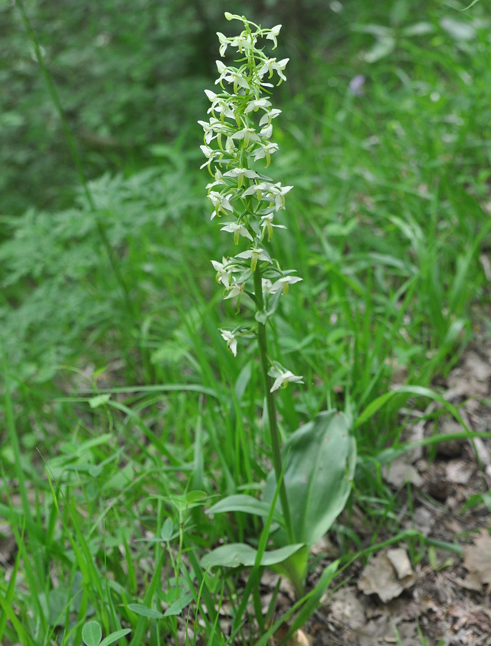 Изображение особи Platanthera chlorantha.