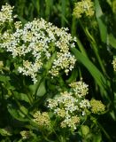 Cardaria draba