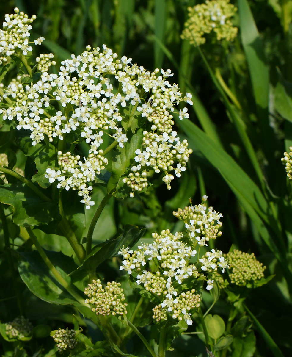 Изображение особи Cardaria draba.