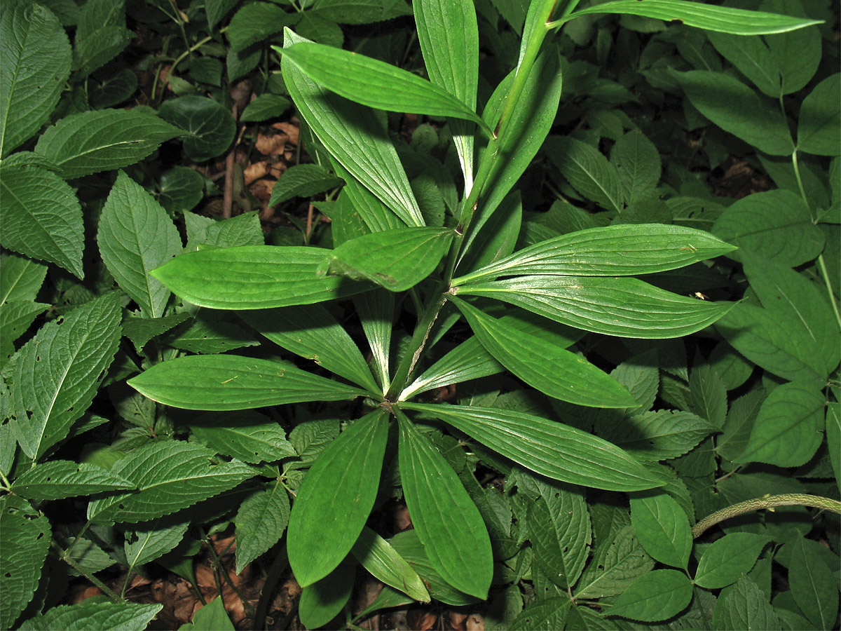 Изображение особи Lilium martagon.