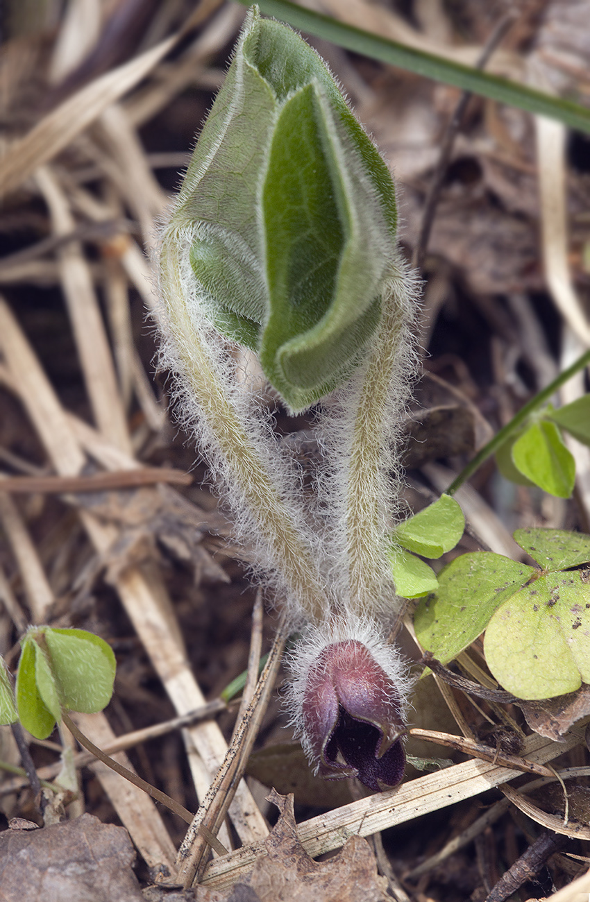 Изображение особи Asarum europaeum.