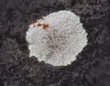 Lecanora muralis