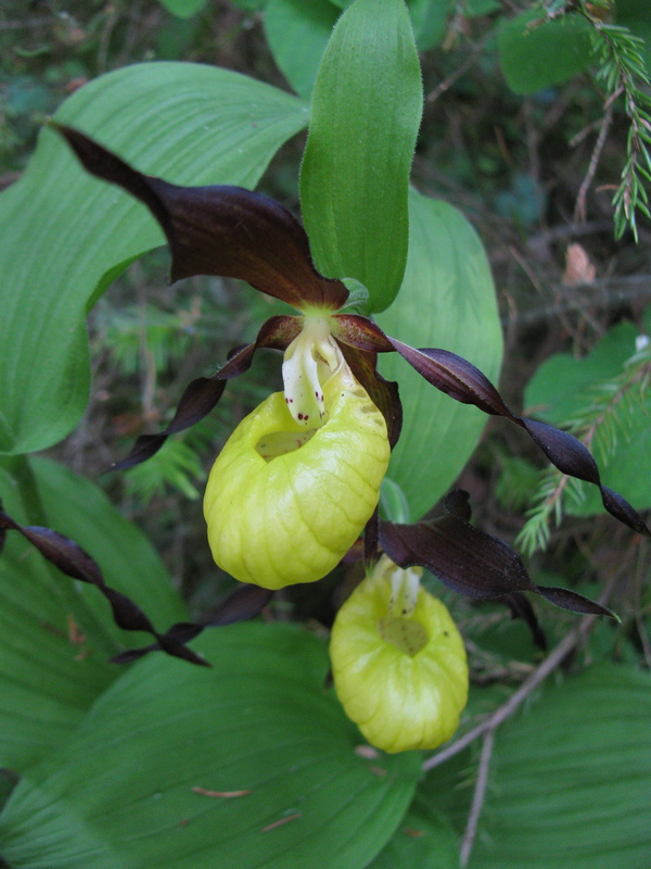 Изображение особи Cypripedium calceolus.