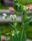 Pisum sativum. Побеги с цветками. Казахстан, Восточно-Казахстанская обл., г. Усть-Каменогорск, огород. 01.08.2019.