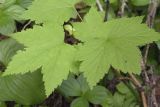 Ribes pallidiflorum. Листья. Сахалинская обл., Охинский р-н, п-ов Шмидта, ельник зеленомошный. 19.07.2017.