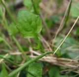 Arabidopsis gemmifera. Лист. Магаданская обл., г. Магадан, окр. мкр-на Снежная Долина, поляна недалеко от жилья. 29.06.2018.