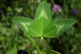 Trifolium pratense. Лист (верхняя сторона). Республика Адыгея, г. Майкоп, южная окраина (северная окраина пос. Краснооктябрьский), правый берег р. Курджипс, луг. 30.05.2020.