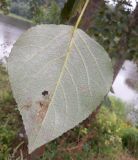 Populus × sibirica. Лист с питающимися личинками (вид с нижней стороны). Тверская обл., г. Тверь, пос. Затверечье, берег р. Тверца, в озеленении. 15 августа 2020 г.